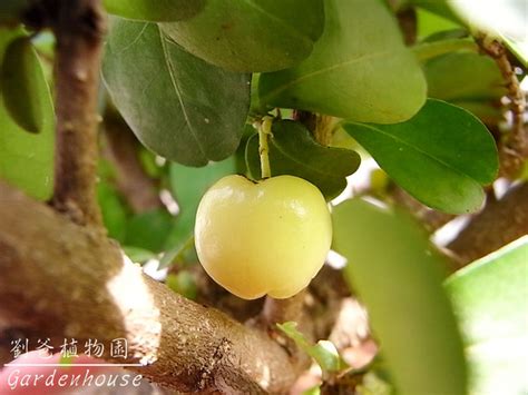 西印度櫻桃風水|西印度櫻桃 (恆春熱帶植物園)